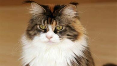 Why does my cat shed so much hair?Causes and Solutions