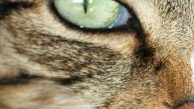 How often should cats be bathed?