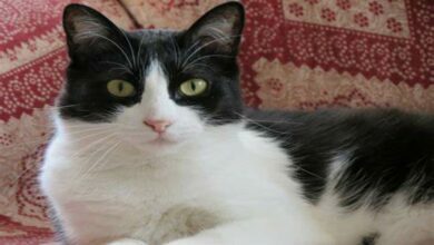 05 Great Tips and Tricks for Cat Owners