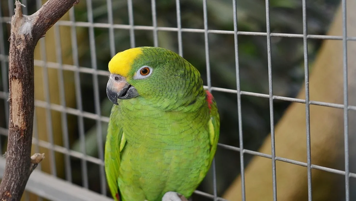 5 Best Pet Birds - Which one is right for you?