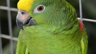 5 Best Pet Birds - Which one is right for you?