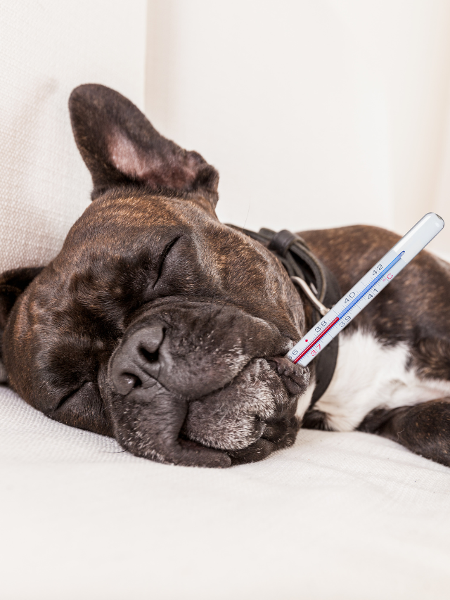 How to know if your DOG has FEVER?