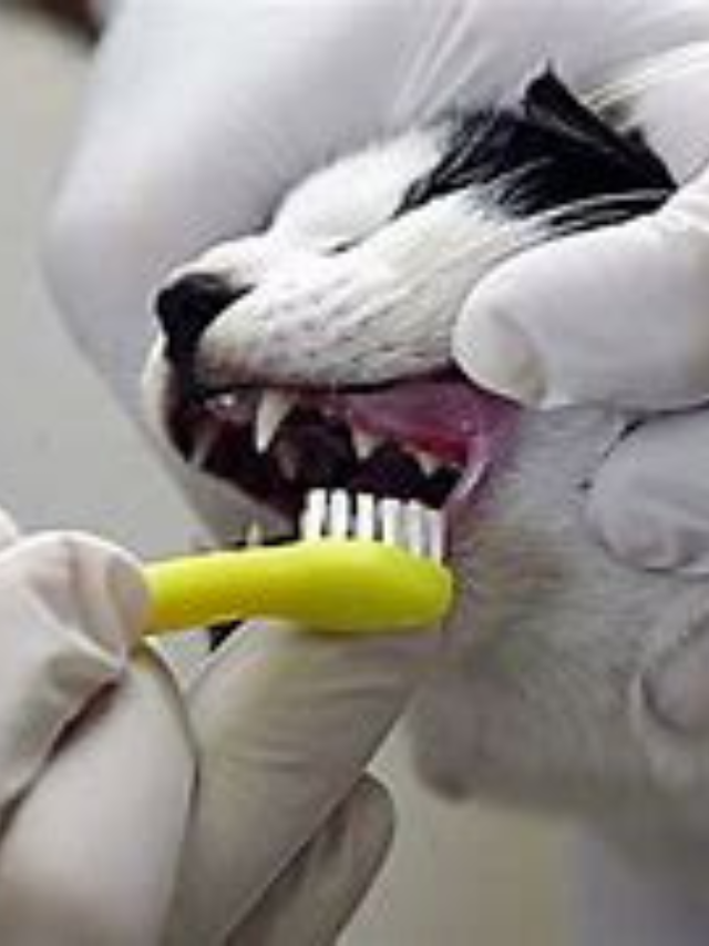 How to Brush Your Cat’s Teeth: Tips and Techniques