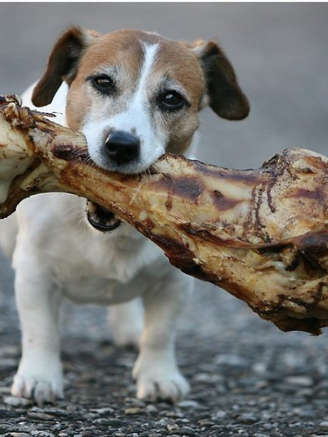Why Dogs Love Bones?