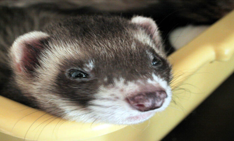 Are ferrets good pets?