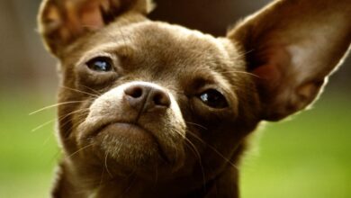 Can dogs eat strawberries