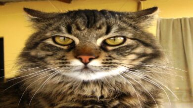 Cat Intuition Do They Really Know When Their Owner Is Pregnant