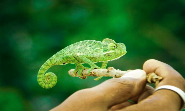 Chameleons The Masters of Adaptation and Mystery