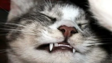 How to Brush Your Cat's Teeth Tips and Techniques
