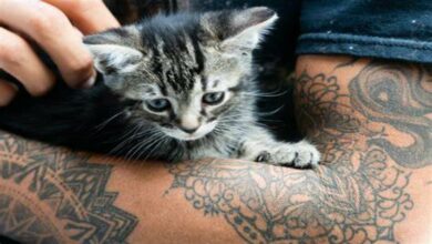 How to care for a small cat