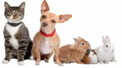 How to choose a pet that is right for you