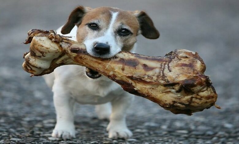 The Canine Fascination: Why Dogs Love Bones