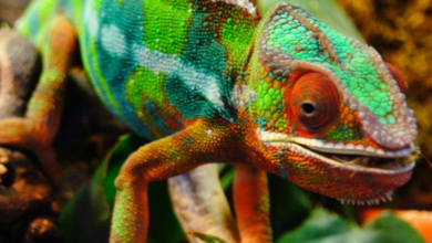 camaleão 3