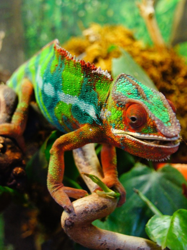 Chameleons: Mysteries and Abilities!