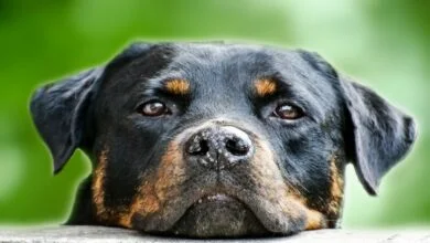 Can Dogs Eat Cherries Exploring the Safety and Risks