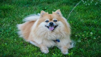 The Charismatic Charm of the Pomeranian Dog Breed