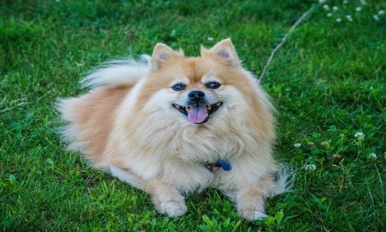 The Charismatic Charm of the Pomeranian Dog Breed