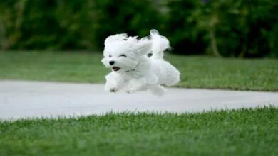What Do Dogs Enjoy Exploring Canine Preferences